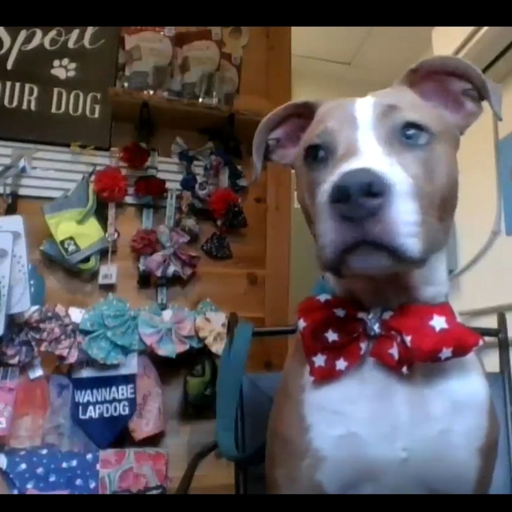 Dog collar Acc Bow